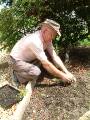 Planting seedlings Fred